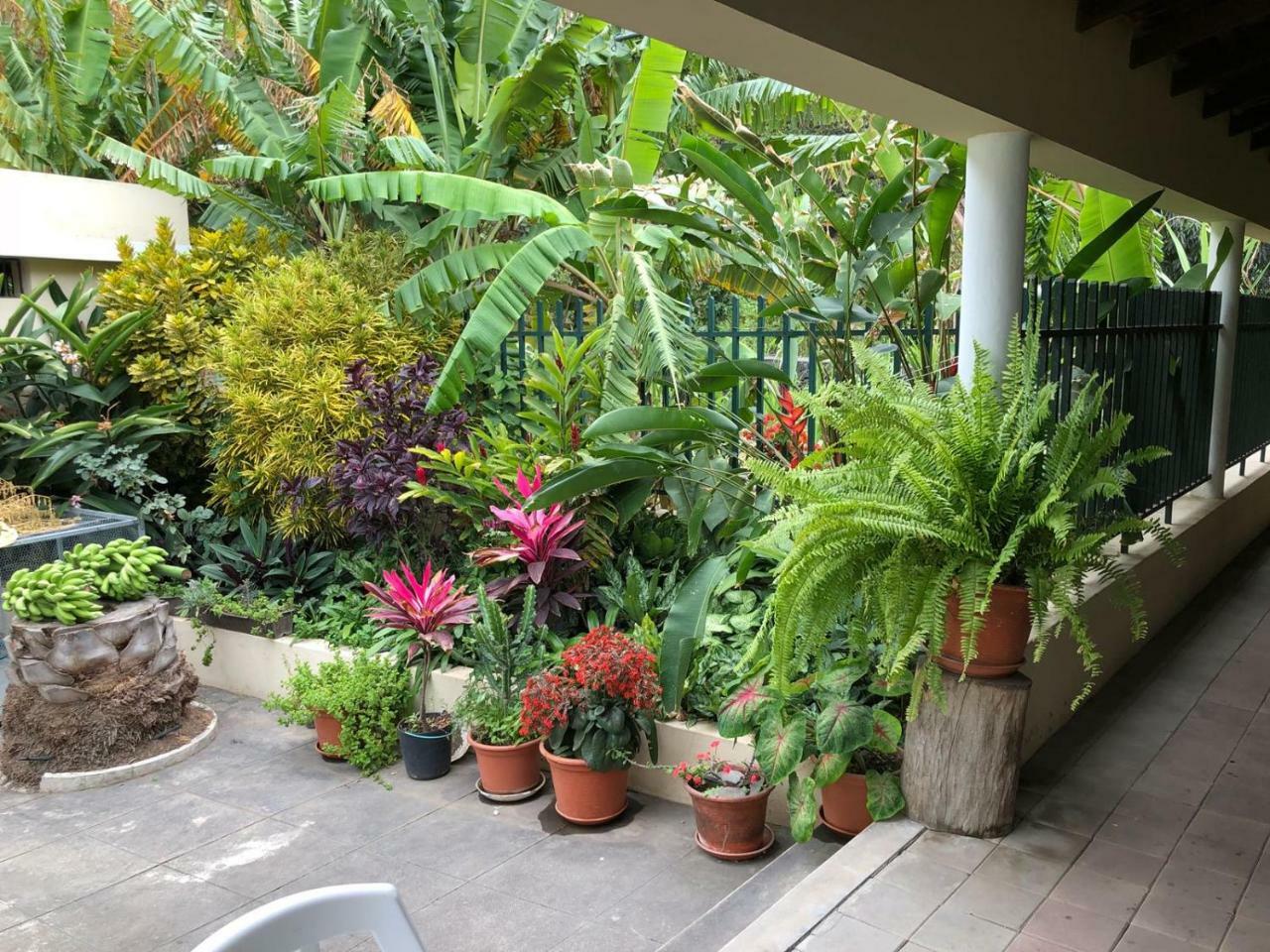 Ribeira Grande Country House Cha de Arroz Ngoại thất bức ảnh